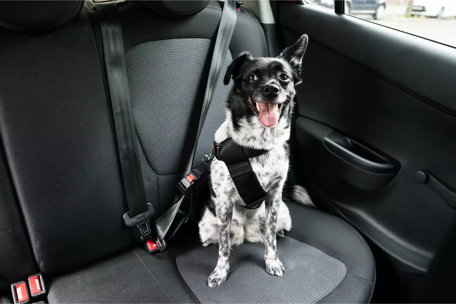 Rottweilers  Dog Safety Belt for Ford EcoSport